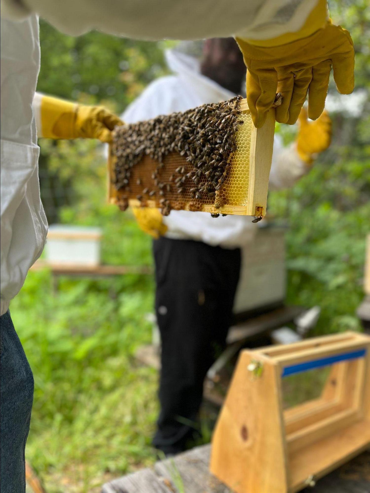 Student holding bee frame in spring 2023